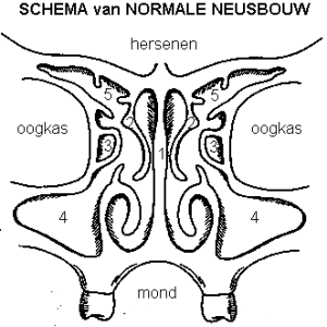 Neusbijholtenoperatie / FESS - normaal
