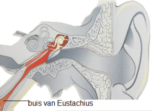 Buis van Eustachius | 020-6 346 212 | BovenIJ ziekenhuis